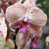 Орхидея Phalaenopsis Wild Peach (отцвёл, РЕАНИМАШКА)