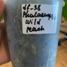 Орхидея Phalaenopsis Wild Peach (отцвёл, РЕАНИМАШКА)