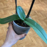 Орхидея Phalaenopsis Wild Peach (отцвёл, РЕАНИМАШКА)