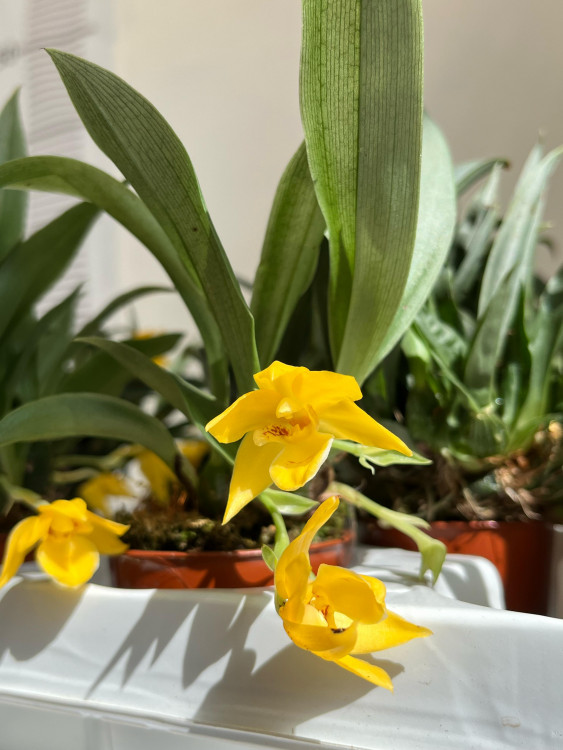 Орхидея Promenaea hybrid (отцвела) 