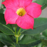 MandevillaSplendens.jpg