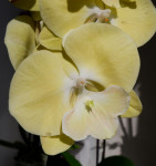 Орхидея Phalaenopsis Limoncello Big Lip (отцвел, РЕАНИМАШКА)