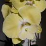 Орхидея Phalaenopsis Limoncello Big Lip (отцвел, РЕАНИМАШКА)