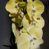 Орхидея Phalaenopsis Limoncello Big Lip (отцвел, РЕАНИМАШКА)