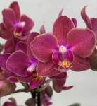 Орхидея Phal. Perfume Diffusion, multiflora (отцвел, РЕАНИМАШКА*)  