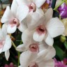 Орхидея Dendrobium Papaya Kiss (отцвёл)