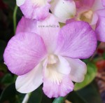 Орхидея Dendrobium (отцвел) 
