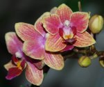 Орхидея Dtps Sogo Gotris, multiflora