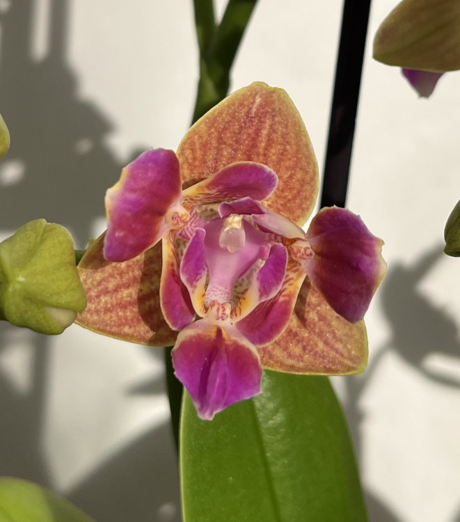 Орхидея Phalaenopsis Paprika peloric 3 lips, multiflora (отцвел)