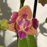 Орхидея Phalaenopsis Paprika peloric 3 lips, multiflora (отцвел)