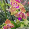 Орхидея Phalaenopsis Paprika peloric 3 lips, multiflora (отцвел)