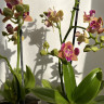 Орхидея Phalaenopsis Paprika peloric 3 lips, multiflora (отцвел)