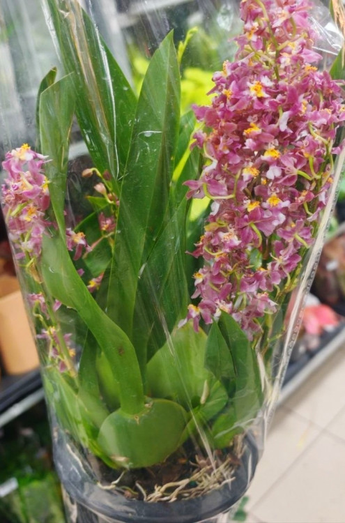 Орхидея Oncidium Rose Sunset 