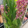 Орхидея Oncidium Rose Sunset 