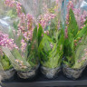 Орхидея Oncidium Rose Sunset 