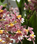 Орхидея Oncidium Rose Sunset 