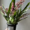 Орхидея Oncidium Rose Sunset 