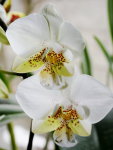 Орхидея Phalaenopsis stuartiana x sib (еще не цвел)