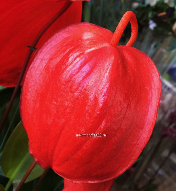 Anthurium Scherzerianum Red