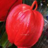 Anthurium Scherzerianum Red