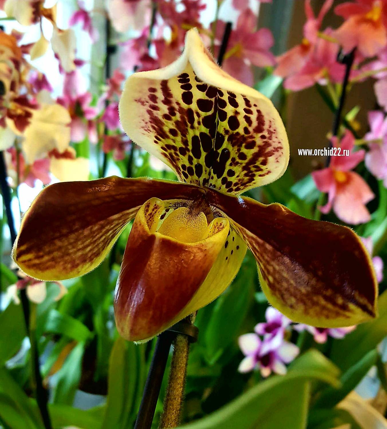 Paphiopedilum Fire Ball Hybride blühstark Orchidee Orchideen