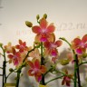 Орхидея Phalaenopsis Morning Breeze, multiflora (отцвел)