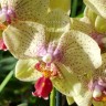 Орхидея Phalaenopsis Maya (отцвела)