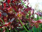 Орхидея Dendrobium Red Twist (отцвел)