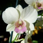 Орхидея Dendrobium Snow Jade (отцвёл, деленка) 