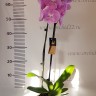 Орхидея Phalaenopsis Big Lip     