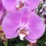 Орхидея Phalaenopsis Markiza (отцвел)