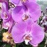 Орхидея Phalaenopsis Markiza (отцвел)