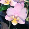 Орхидея Phalaenopsis Perfumе, multiflora  