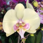 Орхидея Phalaenopsis, Big Lip       