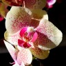 Орхидея Phalaenopsis Spotted (отцвел)