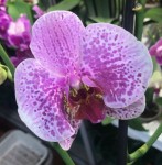 Орхидея Phalaenopsis (отцвёл, РЕАНИМАШКА)  