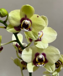 Орхидея Phalaenopsis Deep Secret, midi 