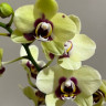 Орхидея Phalaenopsis Deep Secret, midi (отцвёл)