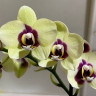 Орхидея Phalaenopsis Deep Secret, midi (отцвёл)