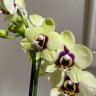 Орхидея Phalaenopsis Deep Secret, midi (отцвёл)