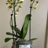 Орхидея Phalaenopsis Deep Secret, midi (отцвёл)