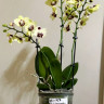 Орхидея Phalaenopsis Deep Secret, midi (отцвёл)