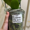 Орхидея Phalaenopsis Deep Secret, midi (отцвёл)