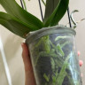 Орхидея Phalaenopsis Deep Secret, midi (отцвёл)