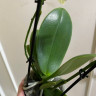 Орхидея Phalaenopsis Deep Secret, midi (отцвёл)