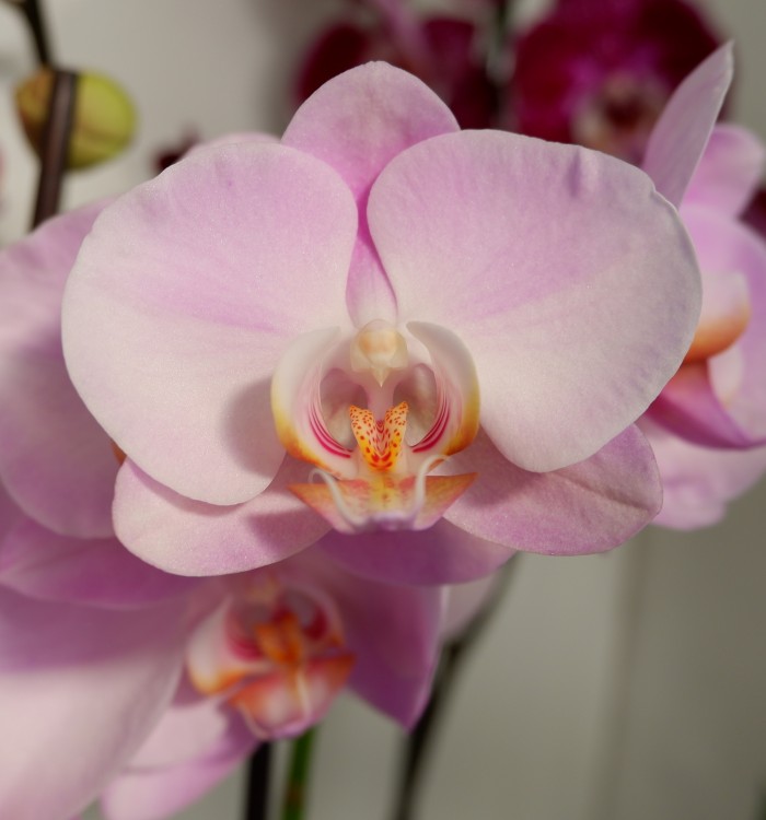 Орхидея Phalaenopsis Toleration 