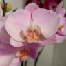 Орхидея Phalaenopsis Toleration 