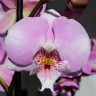 Орхидея Phal.Younghome Princess '0178', Big Lip (отцвел)
