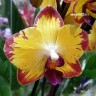 Орхидея Phalaenopsis Bee Sting (отцвел)