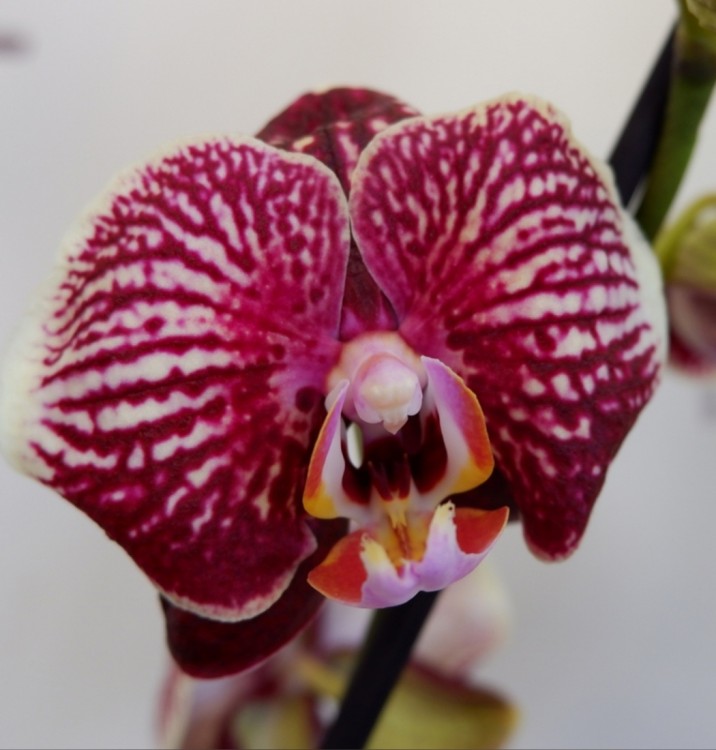 Орхидея Phalaenopsis  Phantom (отцвел, УЦЕНКА)